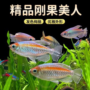 刚果美人热带鱼观赏鱼电光美人石美人鱼斑马红绿灯活体鱼苗群游鱼