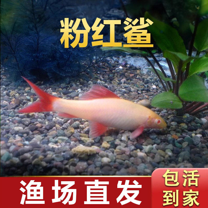 粉红鲨清道夫小型热带斑马鱼除藻工具淡水清洁粪便金苔鼠孔雀鱼图片