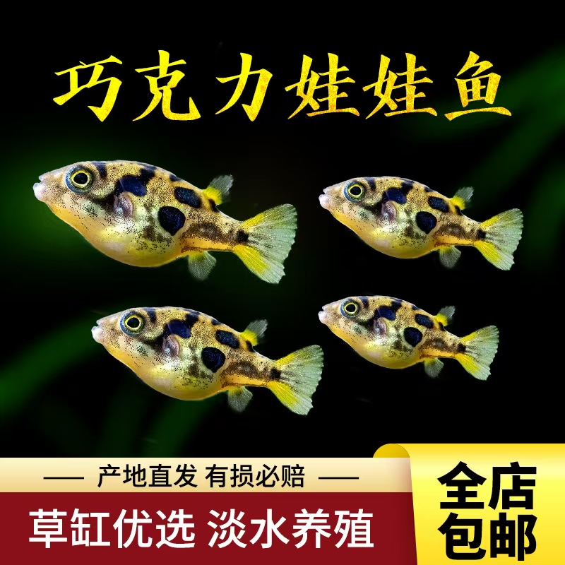 观赏鱼巧克力娃娃热带鱼活鱼河豚金娃娃除螺活体淡水迷你娃娃包活