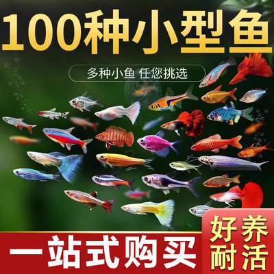 热带观赏鱼好养红绿灯斑马鱼淡水金鱼苗神仙孔雀小型宝莲灯科小鱼
