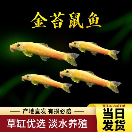 观赏鱼金苔鼠清洁工清道夫除藻工具鱼热带鱼好养 孔雀鱼草缸鱼