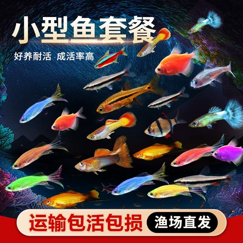 热带观赏鱼好养红绿灯斑马鱼淡水金鱼苗神仙孔雀小型宝莲灯科小鱼