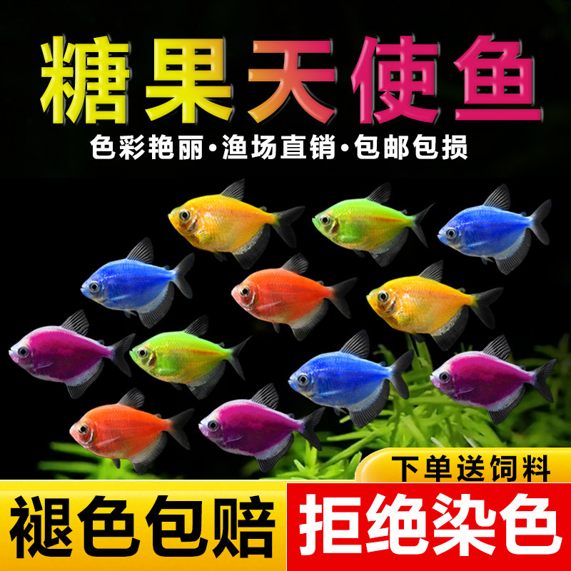 糖果天使鱼观赏鱼淡水热带鱼小型鱼金鱼活鱼好养耐活七彩鱼神仙鱼