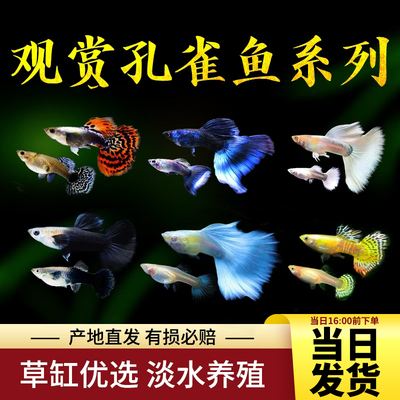 观赏孔雀鱼热带鱼便宜好养好看