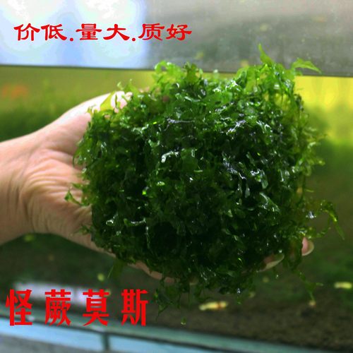散装怪蕨好养摩莫斯凤尾莫丝水草