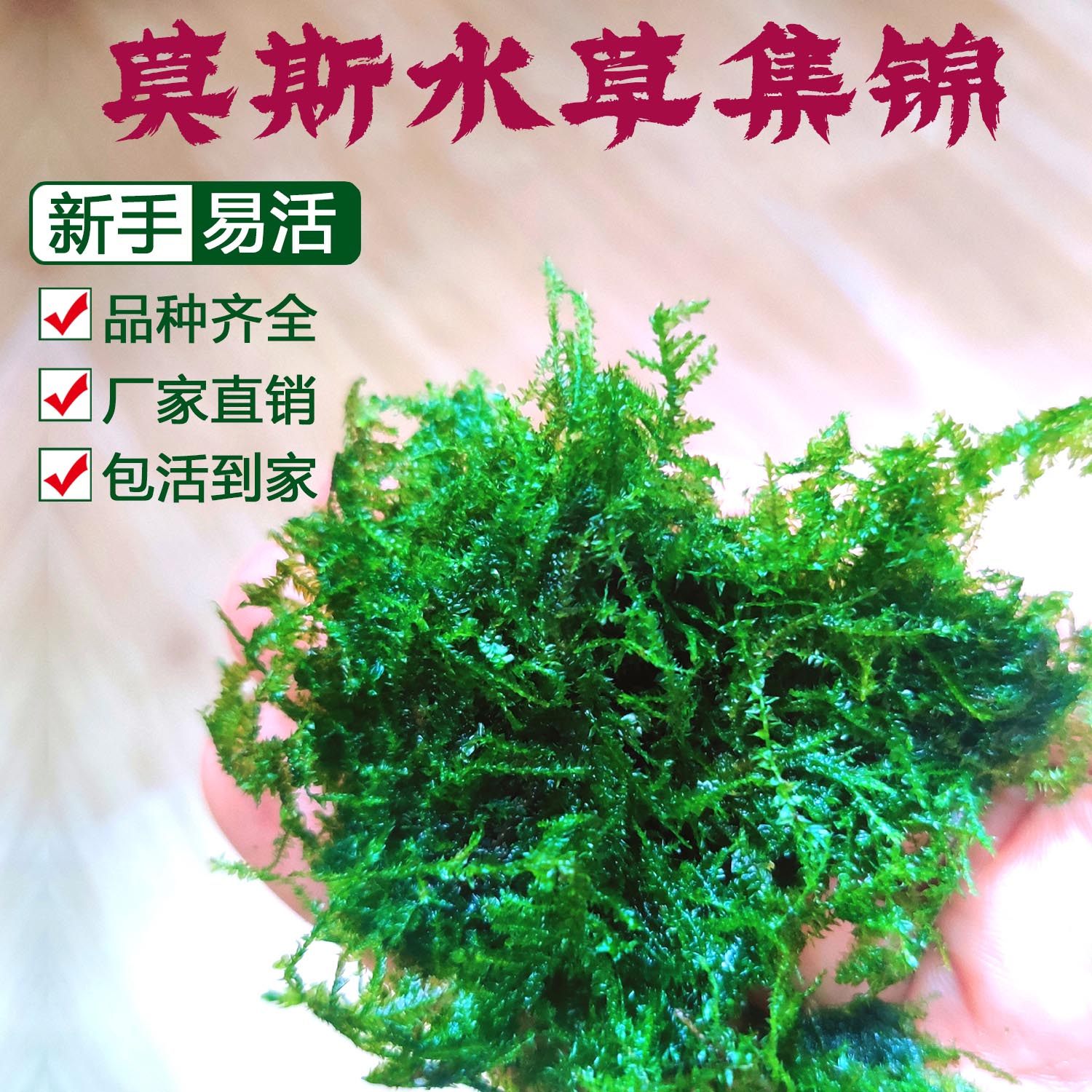 鱼缸散装莫斯水草怪蕨三角松茸火焰珊瑚摩丝草垂泪慕斯沉木造景树