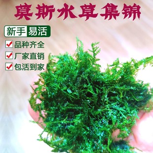 鱼缸散装 莫斯水草怪蕨三角松茸火焰珊瑚摩丝草垂泪慕斯沉木造景树