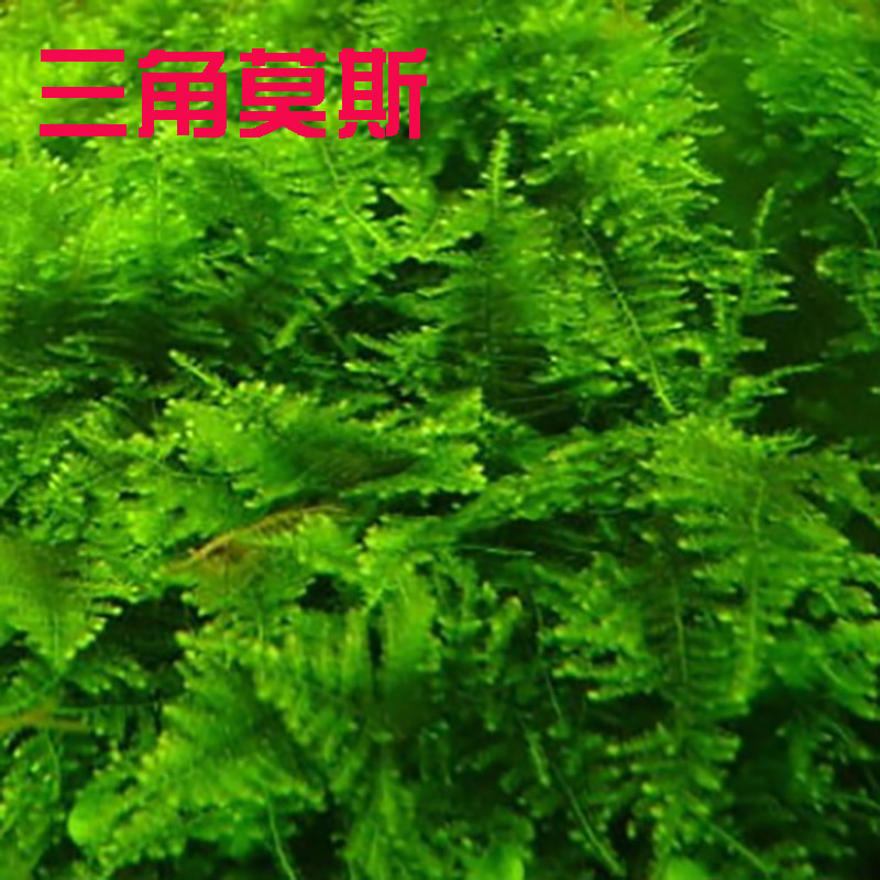 包邮大小三角垂泪水草MOSS莫斯树