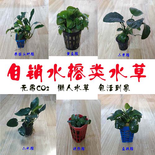 水榕金钱榕好养水草中景淡水