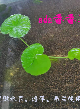 淡水鱼缸养ada香香草浮萍绿植吊漂浮水下爬行水面水草水上植物