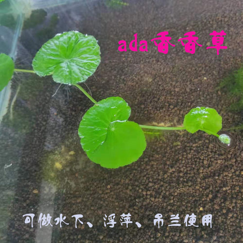 淡水鱼缸养ada香香草浮萍绿植吊漂浮水下爬行水面水草水上植物 - 封面