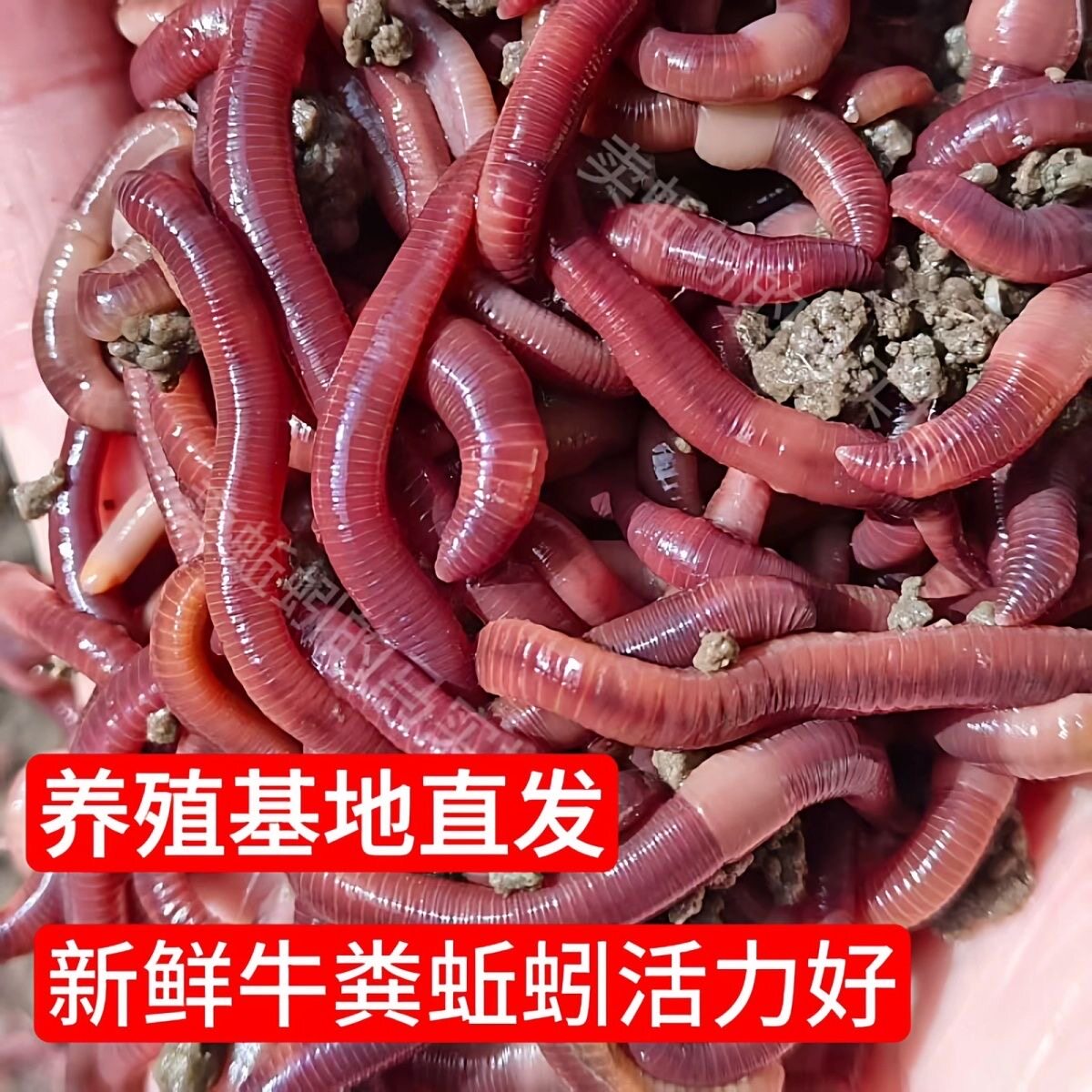 蚯蚓活饵鲜活小号大号特大野钓钓鱼大红散装盒装钓鱼饵料图片