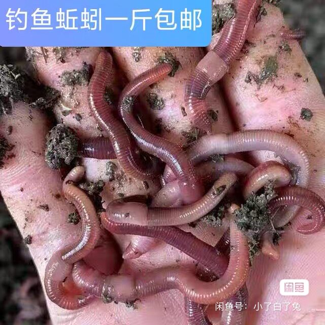 蚯蚓活饵鲜活小号大号特大野钓钓鱼大红散装盒装钓鱼饵料图片