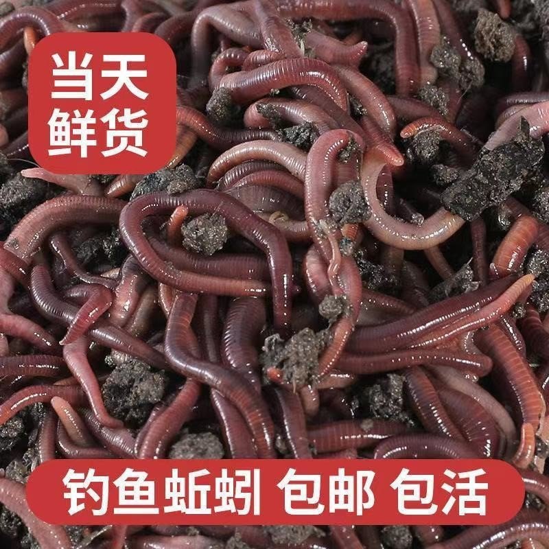 包邮散装红蚯蚓 1斤活体 饵料 鱼饵 钓鱼 蚯蚓 活饵 种苗王军蚯蚓