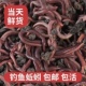 鱼饵 种苗王军蚯蚓 散装 活饵 蚯蚓 钓鱼 饵料 1斤活体 红蚯蚓 包邮