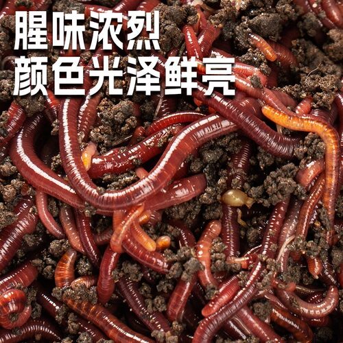 蚯蚓活饵鲜活小号大号特大野钓钓鱼大红散装盒装钓鱼饵料
