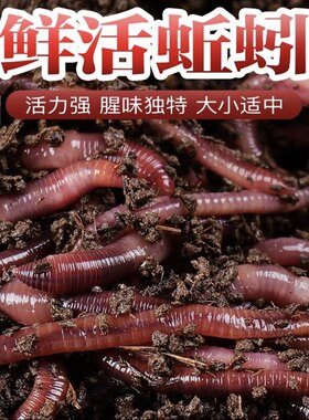 蚯蚓一斤本地活体大号1斤红虫邱引钓鱼饵料鲫鱼秋冬蚯蚓鱼饵