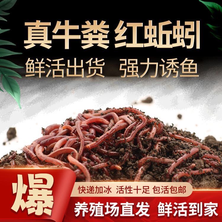 蚯蚓活饵鲜活小号大号特大野钓钓鱼大红散装盒装钓鱼饵料图片