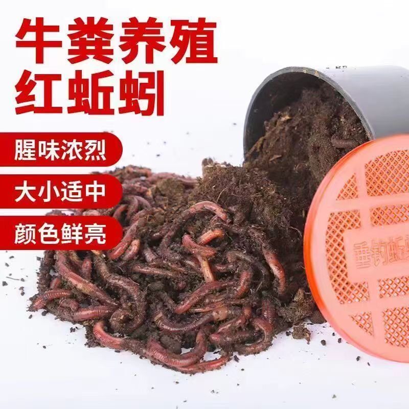 蚯蚓活饵鲜活小号大号特大野钓钓鱼大红散装盒装钓鱼饵料图片