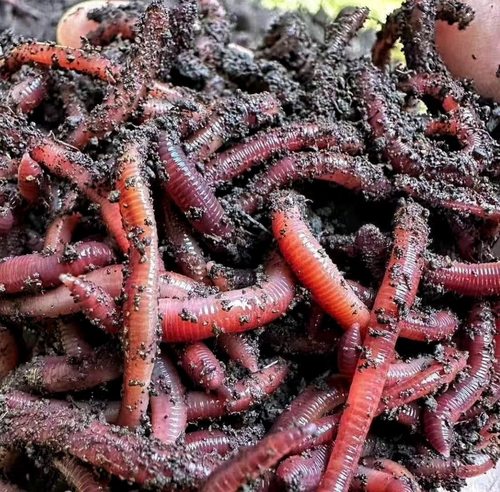 四川蚯蚓活饵鲜活红虫垂钓鱼饵料鲫鱼鲤鱼野钓黑坑鱼料打窝料