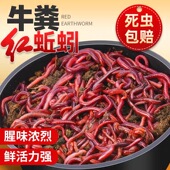 蚯蚓活饵鲜活小号大号特大野钓钓鱼大红散装 牛粪钓鱼饵料 盒装