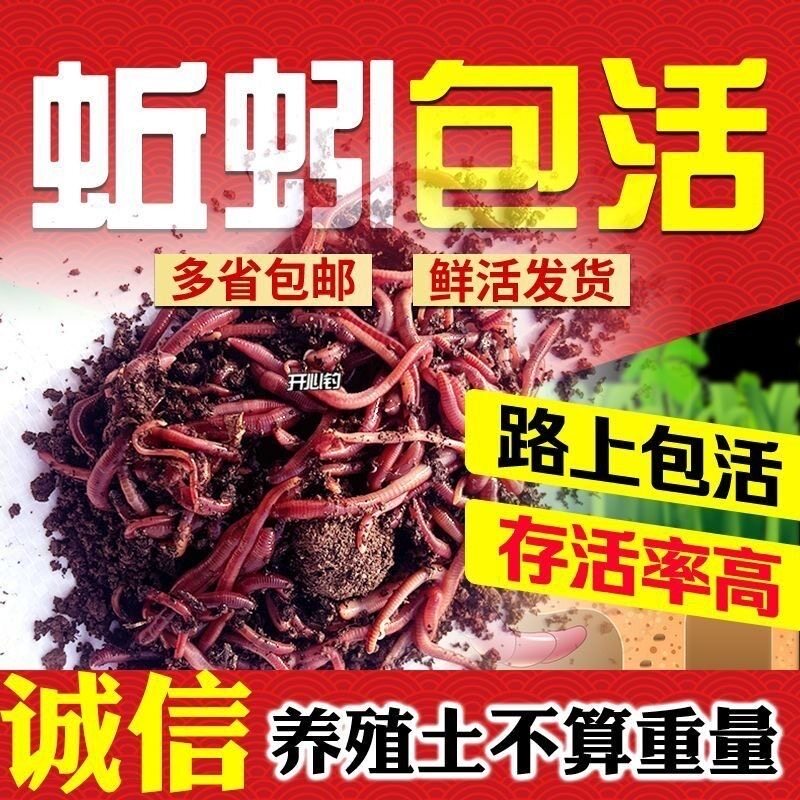 红蚯蚓活饵蚯蚓活体钓鱼盒装蚯蚓红蚯蚓鱼饵鲫鱼野钓饵料散装