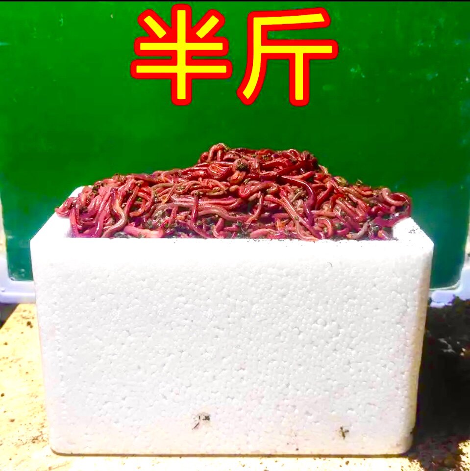 蚯蚓一斤本地活体大号1斤红虫邱引钓鱼饵料鲫鱼秋冬蚯蚓鱼饵
