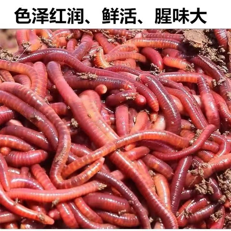 四川本地活体大号红虫邱引钓鱼饵料鲫鱼秋冬蚯蚓鱼饵