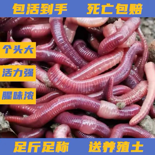 蚯蚓活饵鲜活小号大号特大野钓钓鱼大红散装盒装牛粪钓鱼饵料
