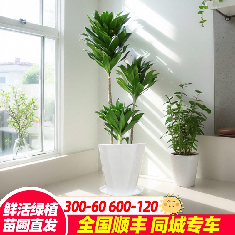 室内阳台观叶植物净化空气除甲醛