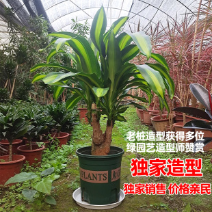 巴西木造型幸运木客厅大盆栽绿植大型室内小植物办公室好养荷花铁