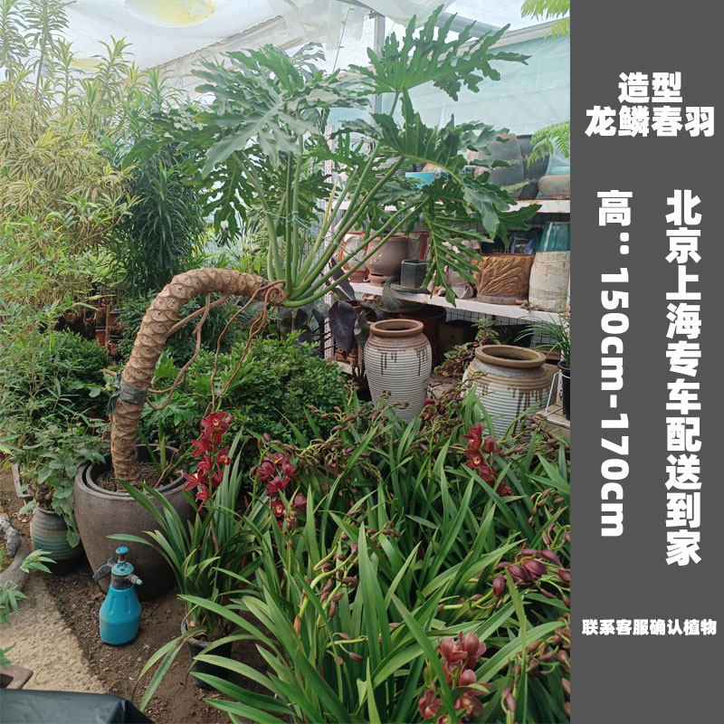 老桩龙鳞春羽绿植大型盆栽办公室观叶盆景净化空气室内客厅大植物