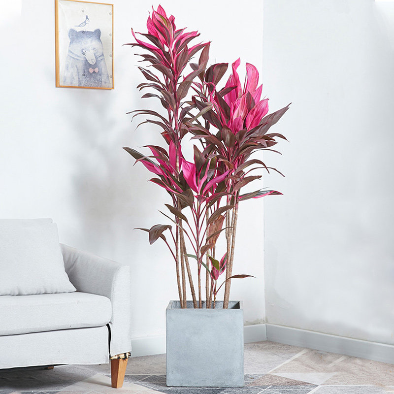 红叶朱蕉盆栽大型绿植室内客厅卧室观叶盆景花卉红叶铁好养植物