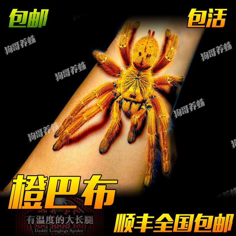 橙色非洲烈阳橙巴布宠物蜘蛛活体新手入门凶猛好养长得快颜色漂亮