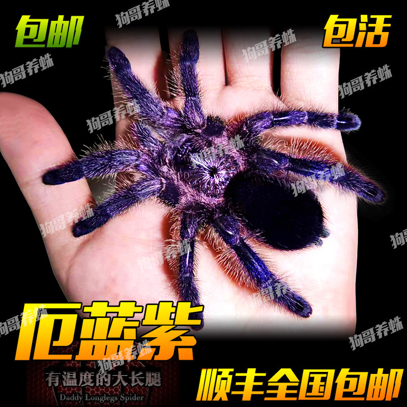 厄瓜多尔蓝紫粉趾1-4cm树栖蜘蛛活体捕鸟蛛粉趾温顺漂亮可上手
