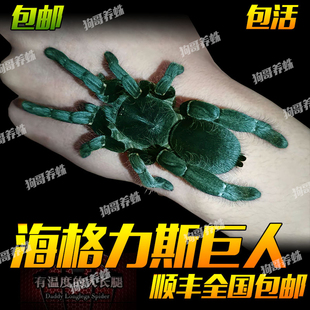 海格力斯巨人巴布宠物5 大母后代 6厘米小母宠物活体蜘蛛