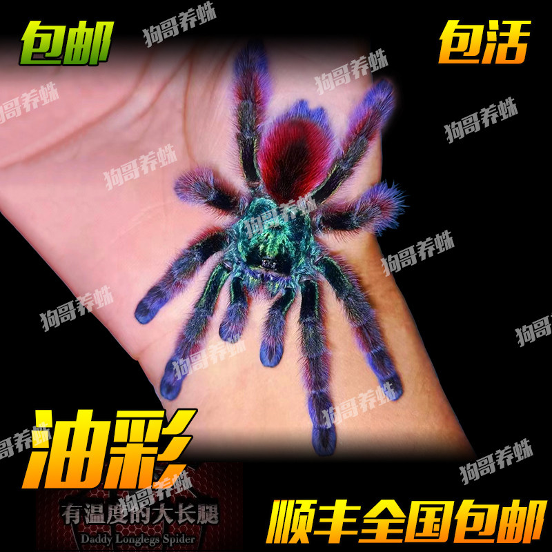 油彩粉红趾粉趾蜘蛛宠物活体无毒可上手不咬人温顺毛茸茸毛多新手
