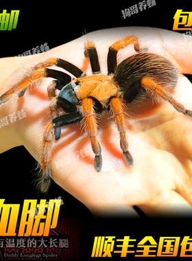 新手推荐温顺好养APH墨西哥血脚蜘蛛宠物1-6厘米可爱好上手爬宠