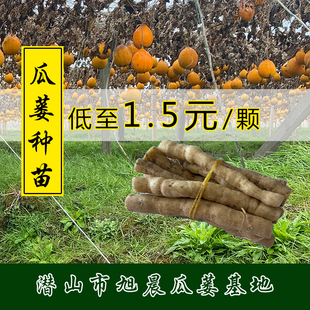 瓜蒌种子瓜蒌根苗种子瓜蒌籽药瓜栝楼种子瓜楼根种植绿植春季