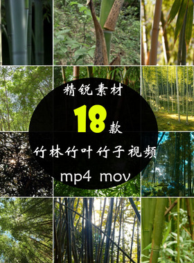 竹林深处背景竹叶毛竹子竹枝前景绿色风景抖音治愈系短视频素材库