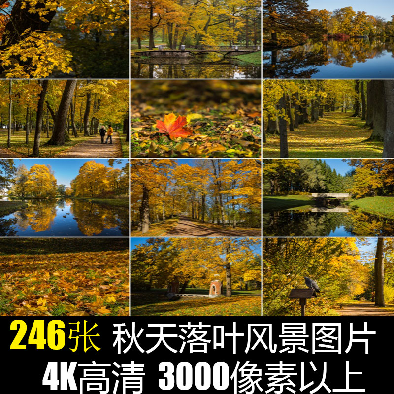 飘落的树叶子红枫叶自然风景黄色摄影照片秋背景4K高清晰图片素材