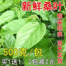 现摘新鲜桑叶大小蚕嫩桑叶鲜嫩蚕树叶蚕宝宝饲料桑树叶斤农家自种
