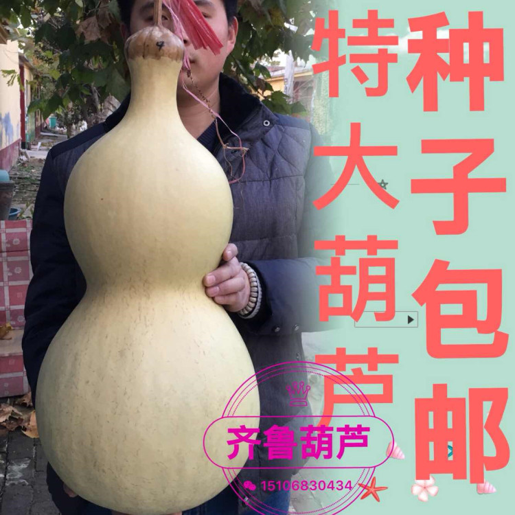 包邮天然特大亚腰葫芦籽中号特小葫芦种子小葫芦籽文玩葫芦种子