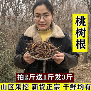 干品新鲜桃树根桃头桃子根毛桃根山桃根茎桃树皮中药材桃树枝叶
