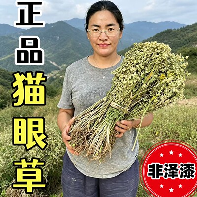 细叶猫眼正品中药材非泽漆五朵云