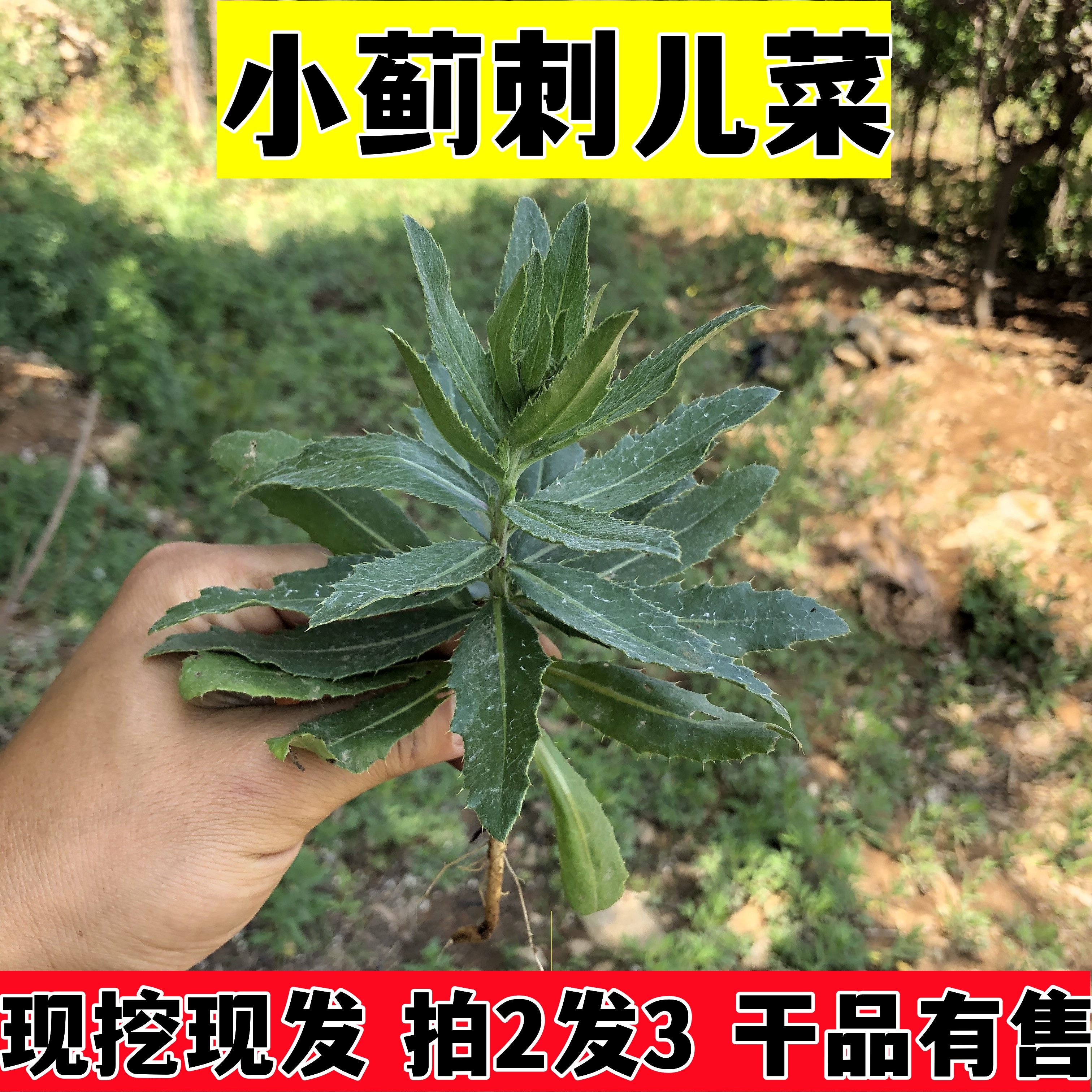 新鲜小蓟刺儿菜萋萋菜七七菜青青草蓟蓟草刺蓟枪刀菜刺角菜包邮