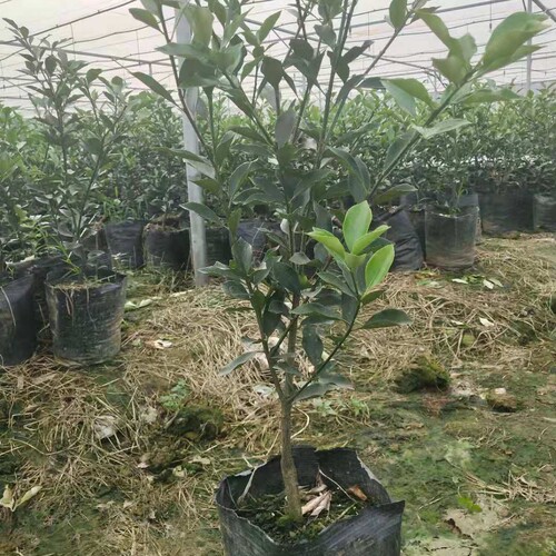 脆蜜金柑滑皮脆皮金桔三年绿植苗