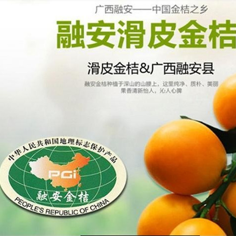 广西融安滑皮金桔特级大果新鲜现摘孕妇水果顺丰包邮
