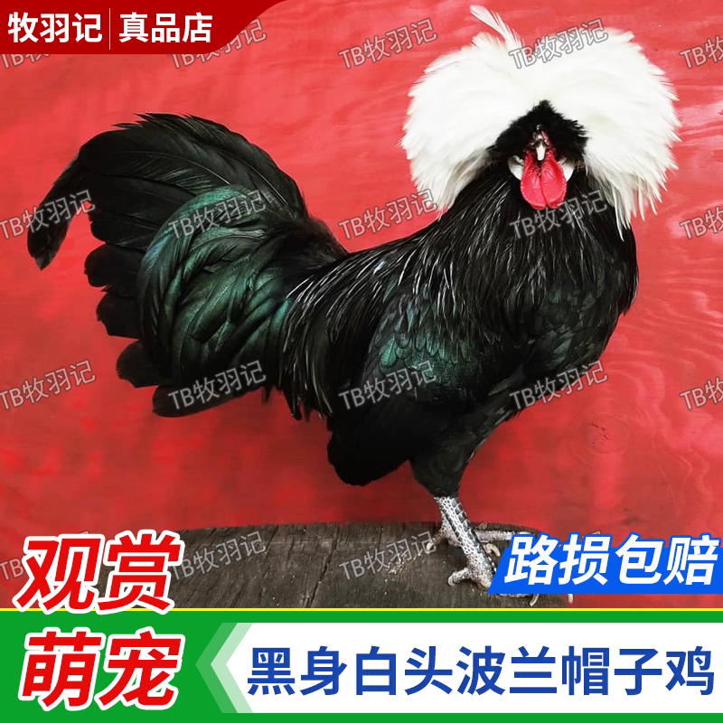 正宗波兰帽子鸡小鸡精品小体宠物鸡黑身白头帽子鸡网红观赏鸡包邮
