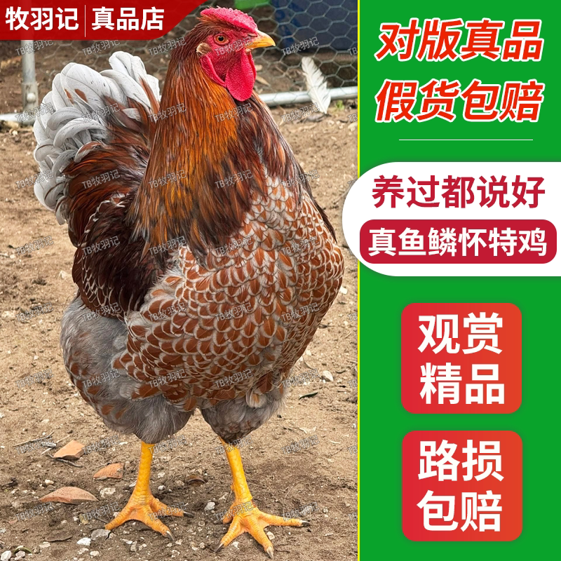 正宗怀特鸡大体鱼鳞鸡精品紫怀特鸡观赏鸡网红怀恩多特宠物鸡包邮